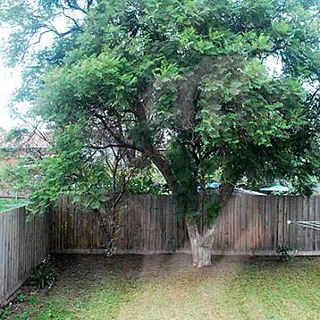 The Jacaranda tree was almost the only established thing in the original garden.