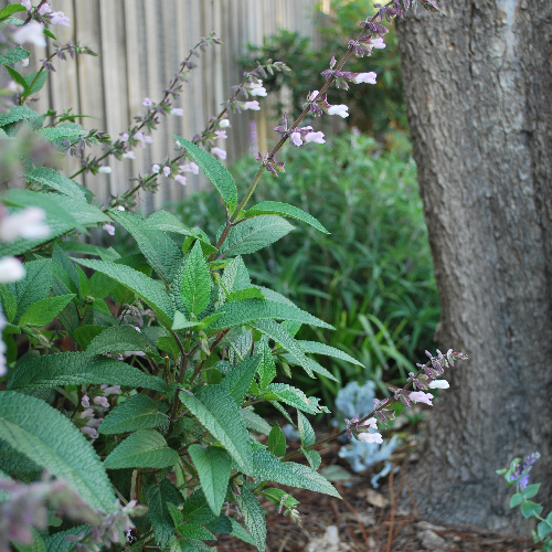 Fiona Lawry Design Salvia